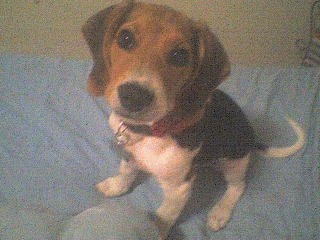 ES UN PERRITO  MUY OBEDIENTE Y ME QUIERE MUCHO¡